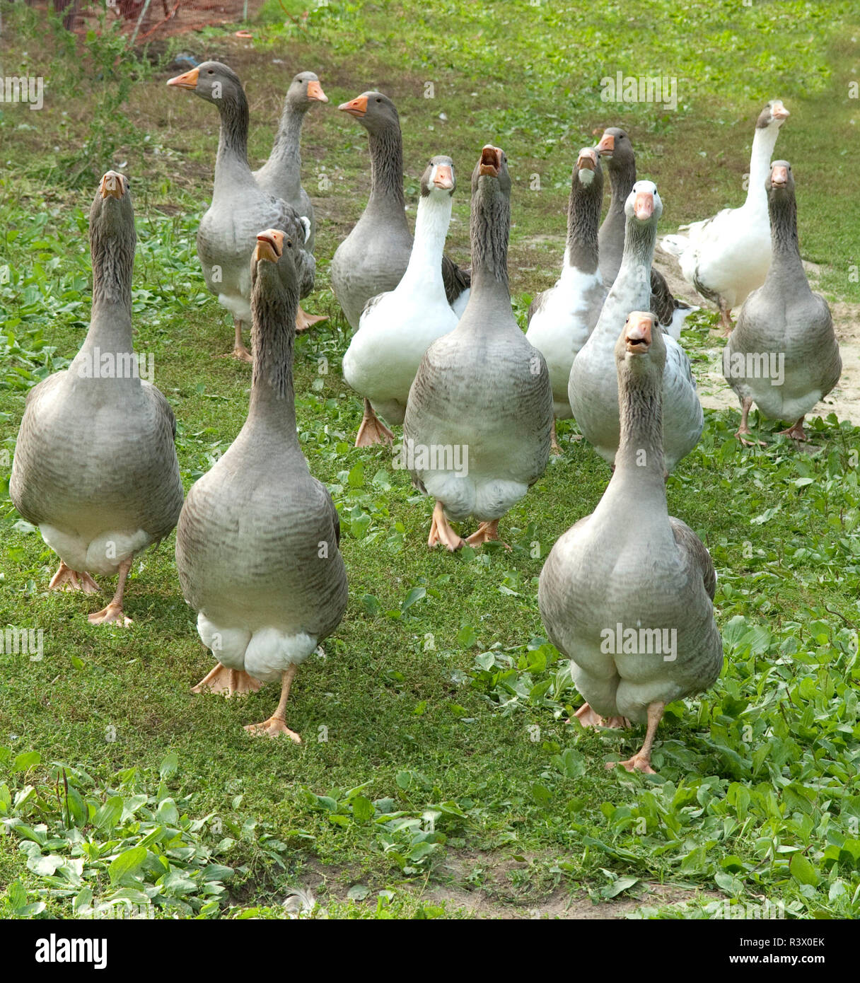 Pommerngaense Stockfoto