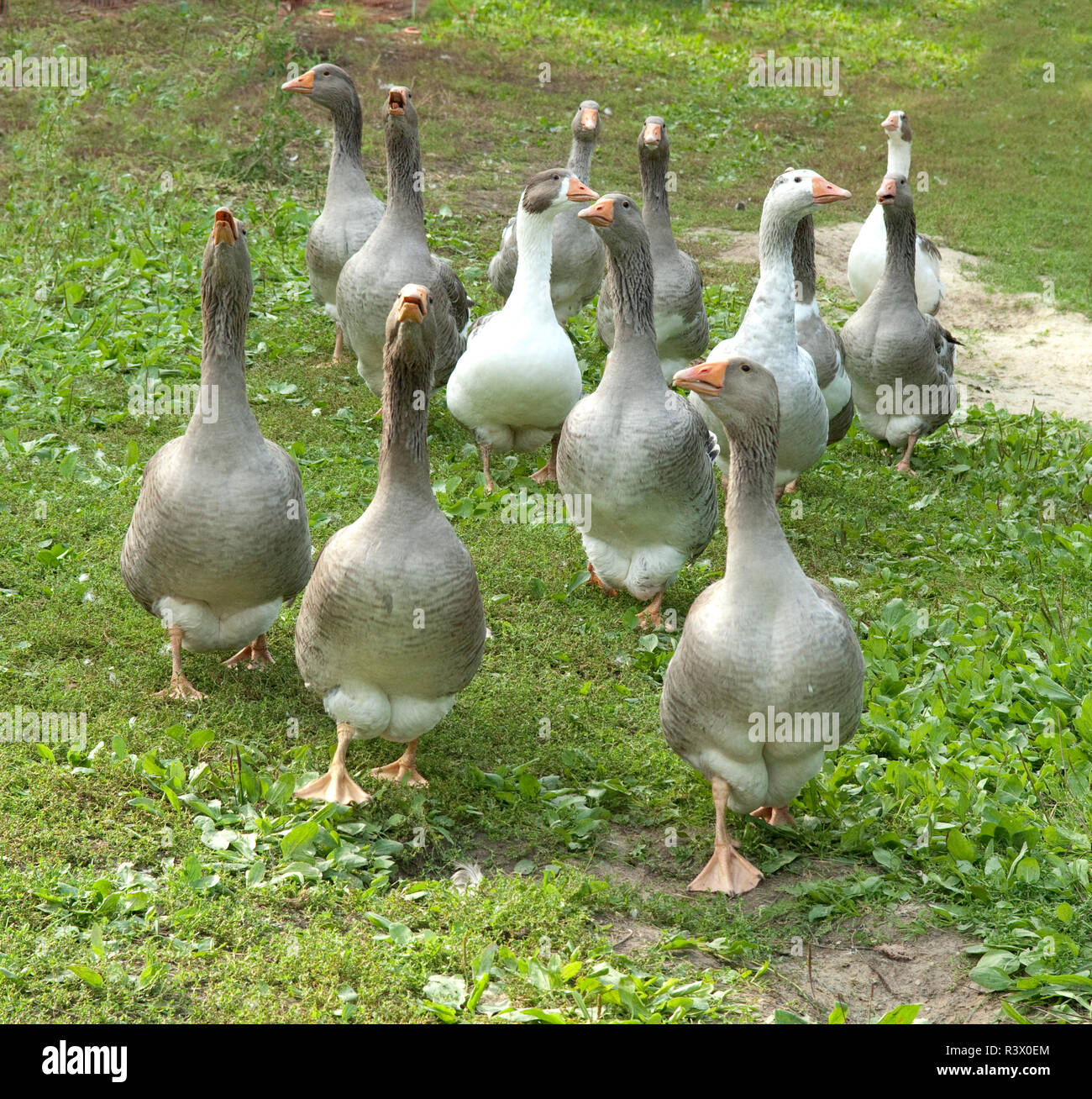 Pommerngaense Stockfoto