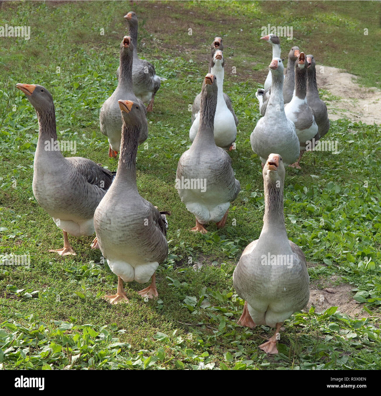 Pommerngaense Stockfoto