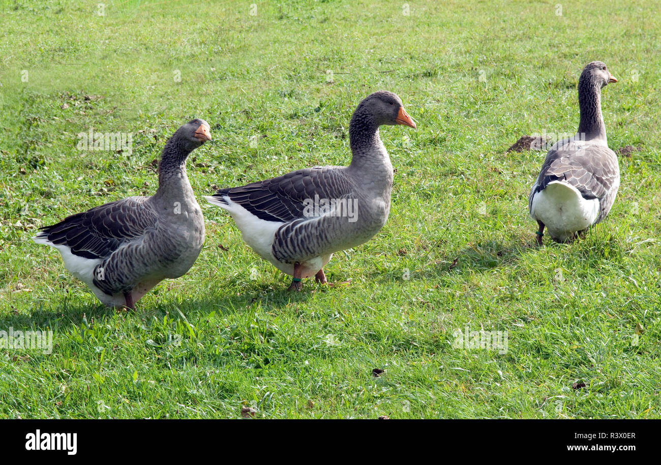 Pommerngaense, Ruegener, Gans Stockfoto
