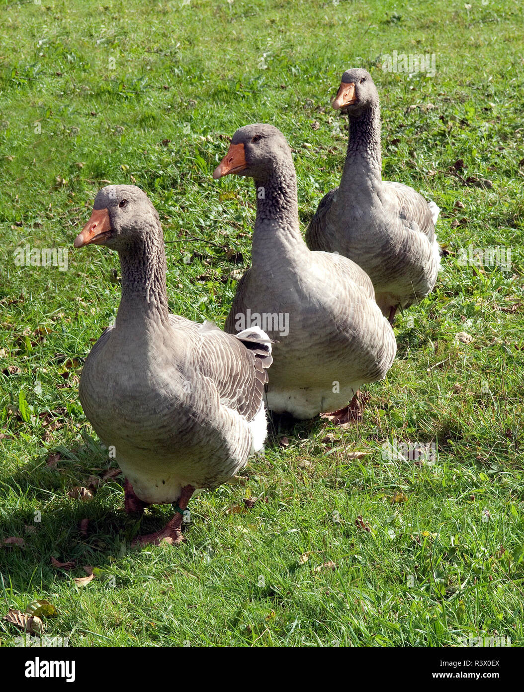 Pommerngaense, Ruegener, Gans Stockfoto
