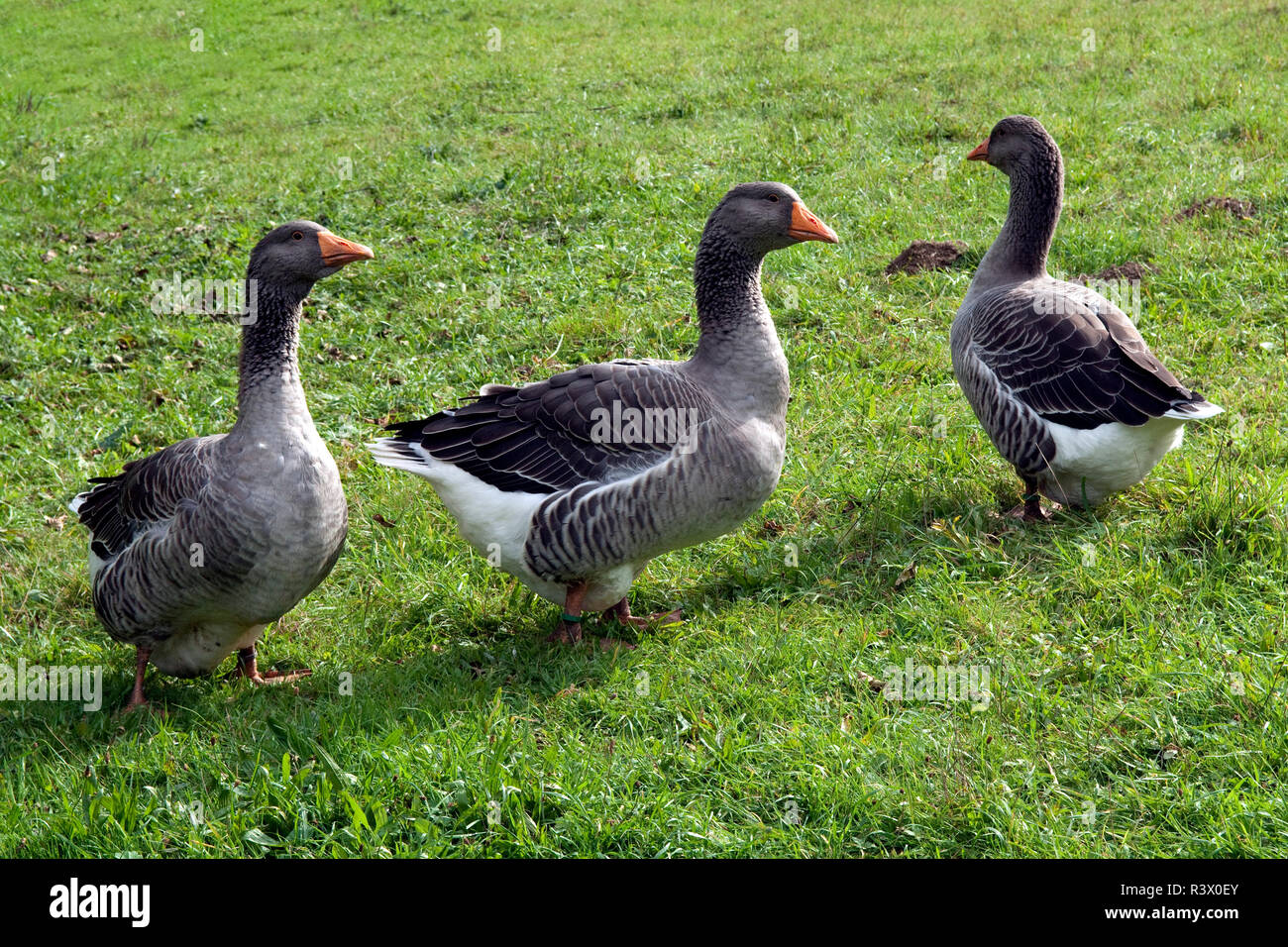 Pommerngaense, Ruegener, Gans Stockfoto