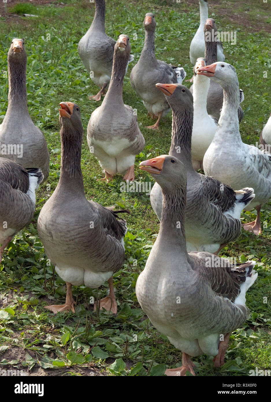 Pommerngaense Stockfoto