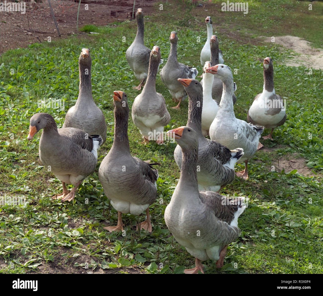 Pommerngaense Stockfoto