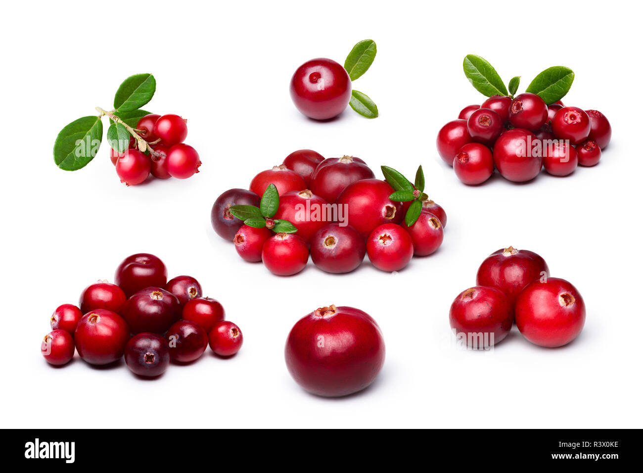 Cranberry, foxberry (preiselbeere) isolierte Gruppe Stockfoto