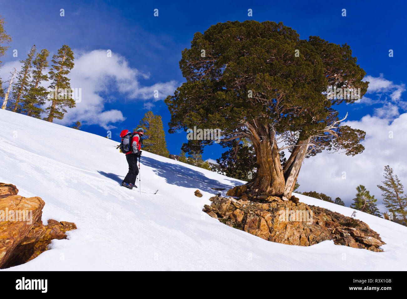 Backcountry Skier in den Ansel Adams Wilderness, Sierra Nevada, Kalifornien (MR) Stockfoto