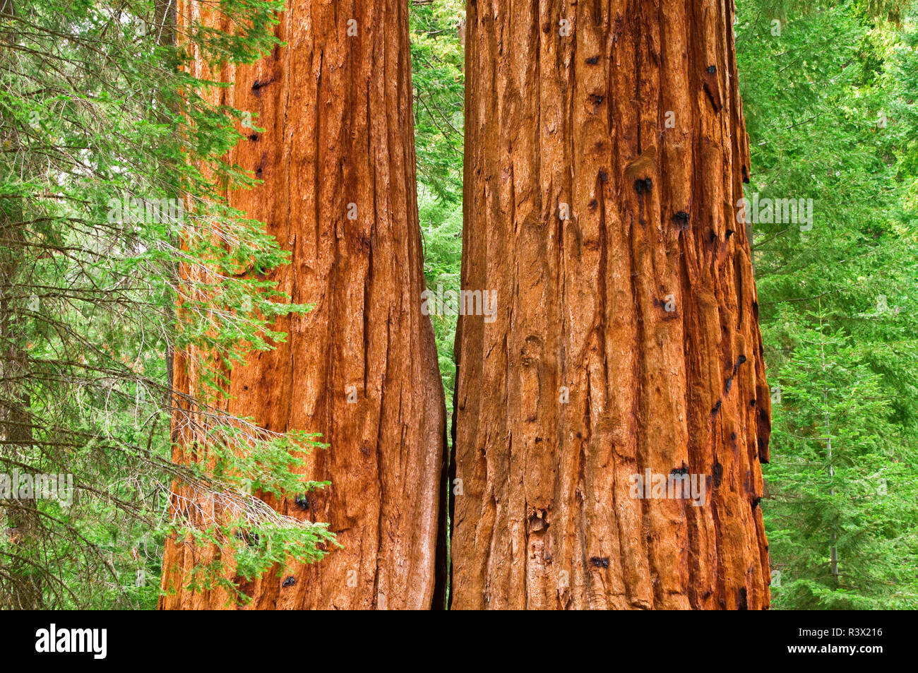 Riesige Mammutbäume (sequoiadendron giganteum), Trail 100 Riesen, Giant Sequoia National Monument, Kalifornien, USA Stockfoto