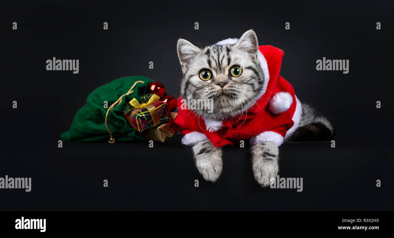 Süße kleine schwarz silber gestromt Britisch Kurzhaar Katze Kätzchen zur Festlegung mit grünen Tasche Tragen santa Anzug, an Kamera mit weit geöffneten Augen. Ich Stockfoto