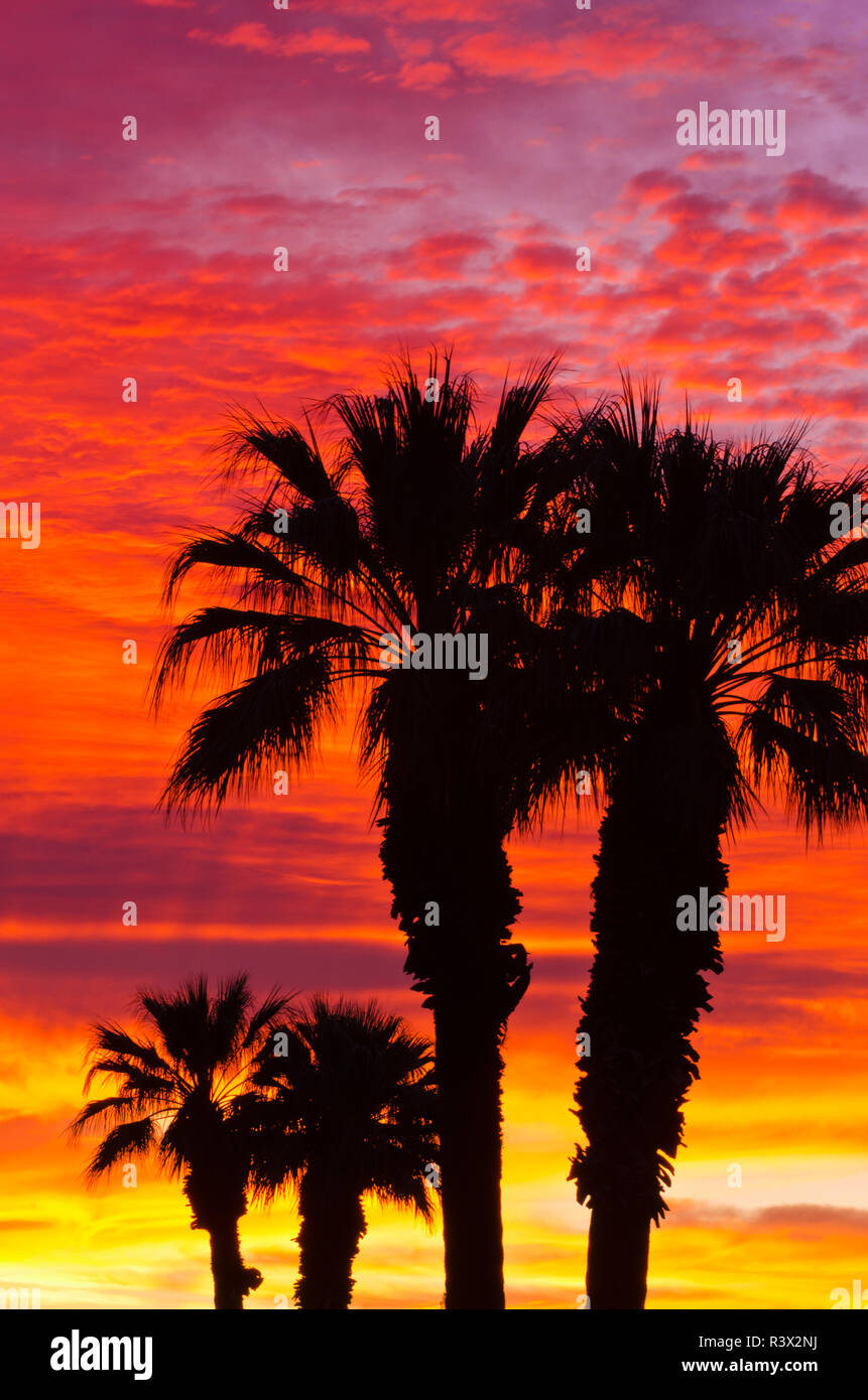 Silhouette Palmen gegen Wolken bei Sonnenaufgang, Anza-Borrego Desert State Park, Kalifornien, USA Stockfoto