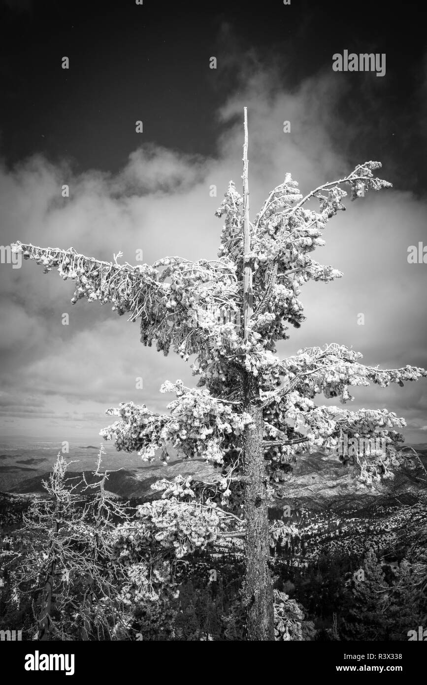 Rime Eis auf Pine Tree, San Bernardino National Forest, Kalifornien, USA Stockfoto