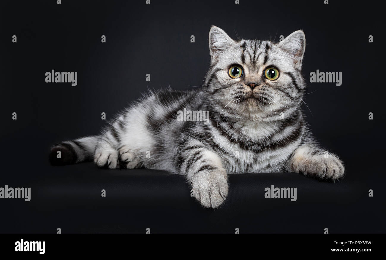 Süße kleine schwarz silber gestromt Britisch Kurzhaar Katze Kätzchen zur Festlegung Seite Möglichkeiten, unschuldigen neben Kamera mit weit geöffneten Augen. Isoliert auf Stockfoto