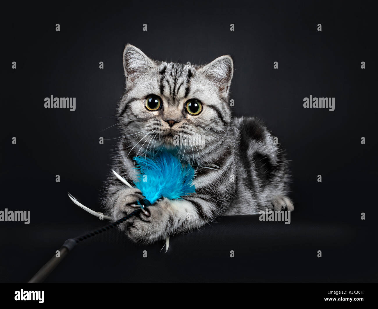 Süße kleine schwarz silber gestromt Britisch Kurzhaar Katze Kätzchen zur Festlegung mit blauer Feder Spielzeug in die Pfoten, an der Linse mit weit geöffneten Augen. Isolat Stockfoto