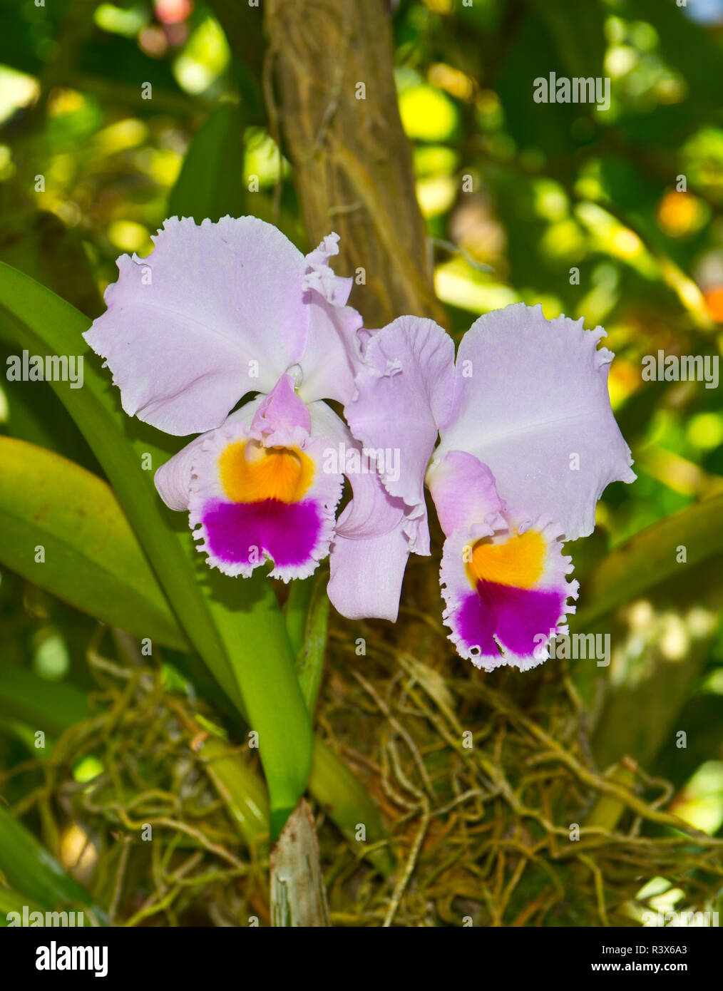 Usa Florida Sarasota Selby Gardens Cattleya Orchideen