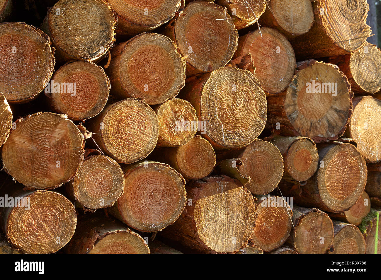 Lüneburger Heide - Stapel Baumstämme bei beidseitigen Licht Stockfoto