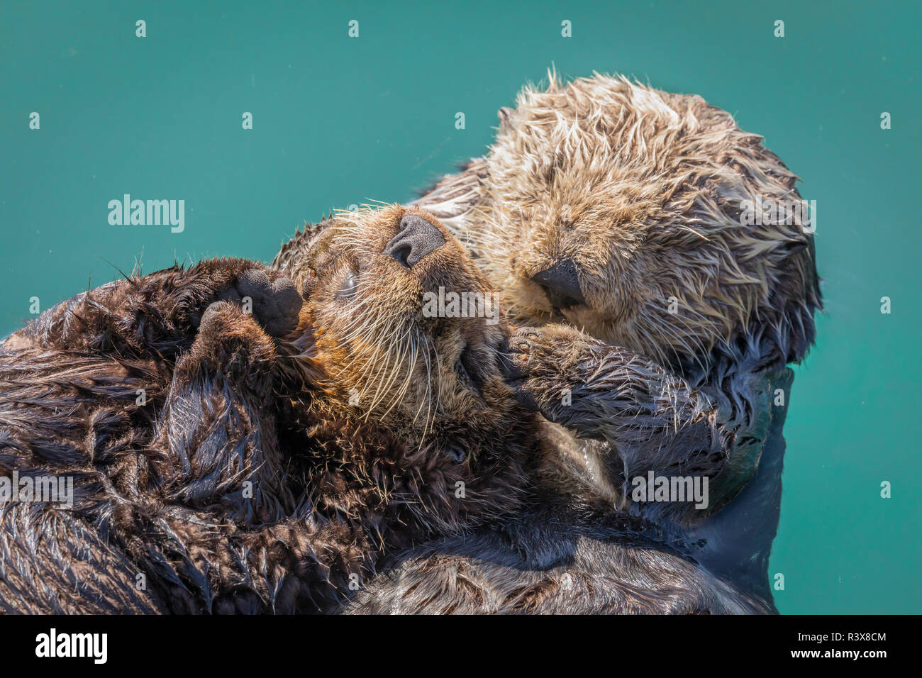 USA, Kalifornien, Morro Bay State Park. Sea Otter Mutter mit Welpen. Stockfoto