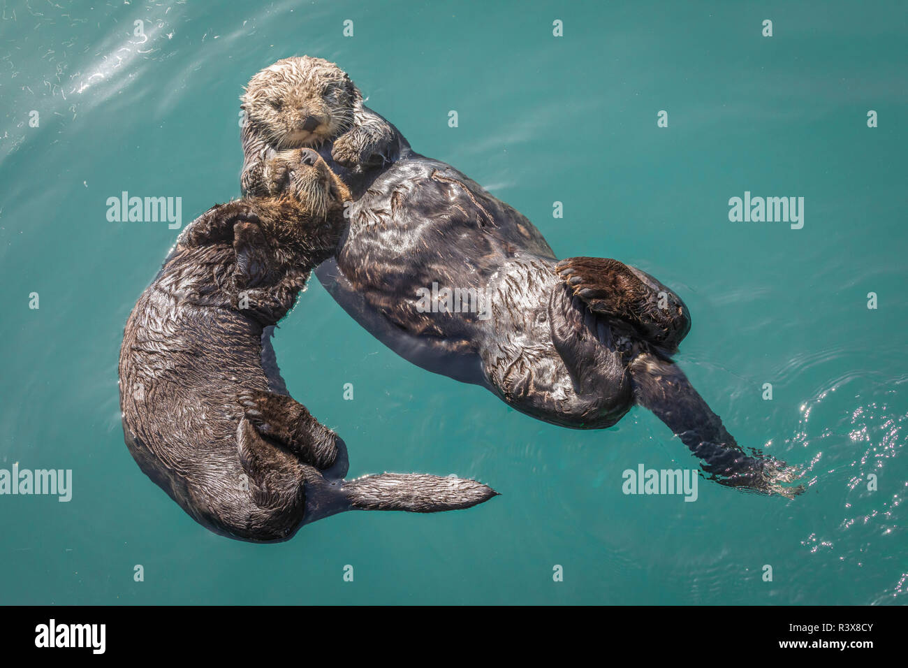 USA, Kalifornien, Morro Bay State Park. Sea Otter Mutter mit Welpen. Stockfoto