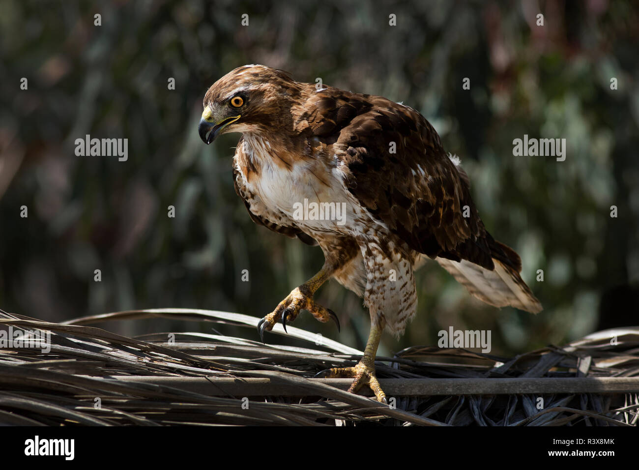 USA, Kalifornien. Red-tailed Hawk auf Nest. Credit: Christopher Talbot Frank/Jaynes Galerie/DanitaDelimont. com Stockfoto