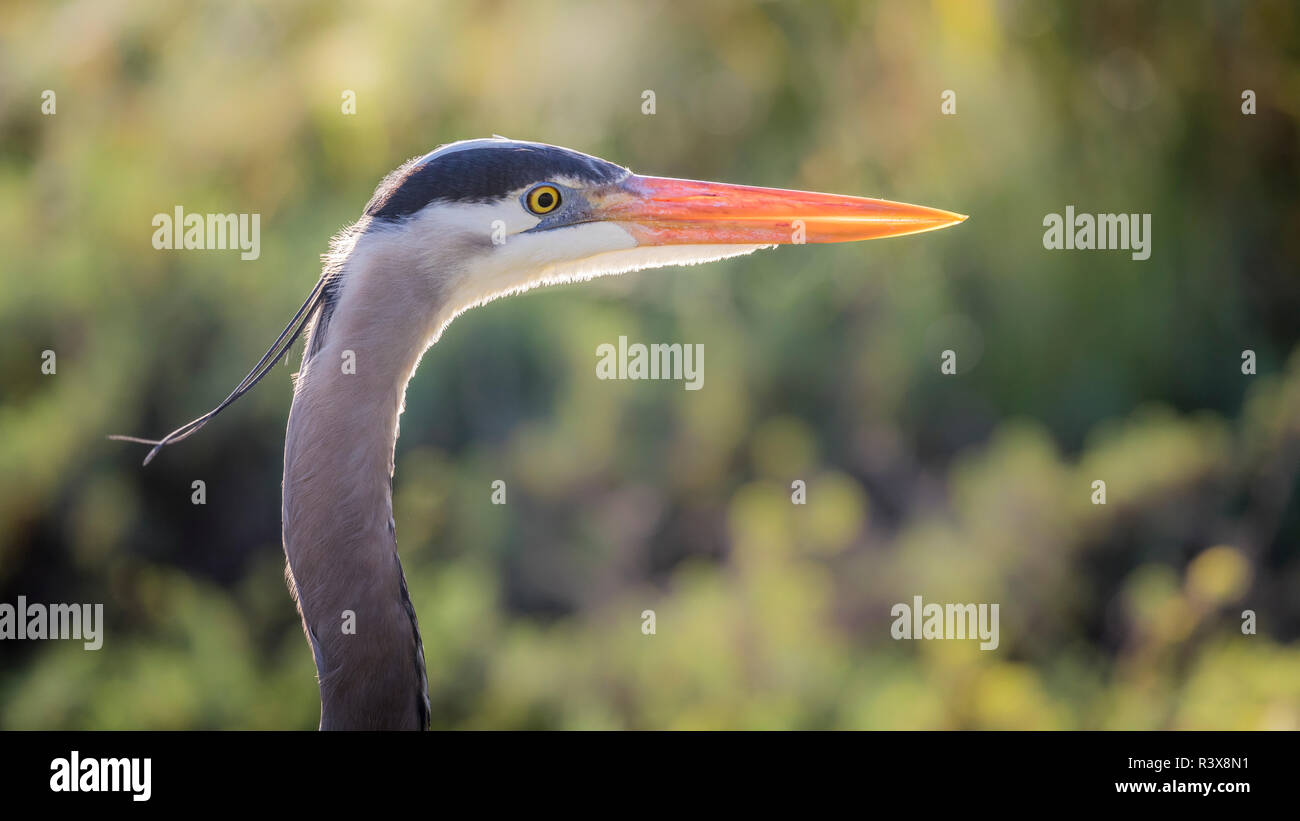 USA, Kalifornien, Morro Bay State Park. Great Blue heron Close-up. Credit: Don Paulson/Jaynes Galerie/DanitaDelimont. com Stockfoto