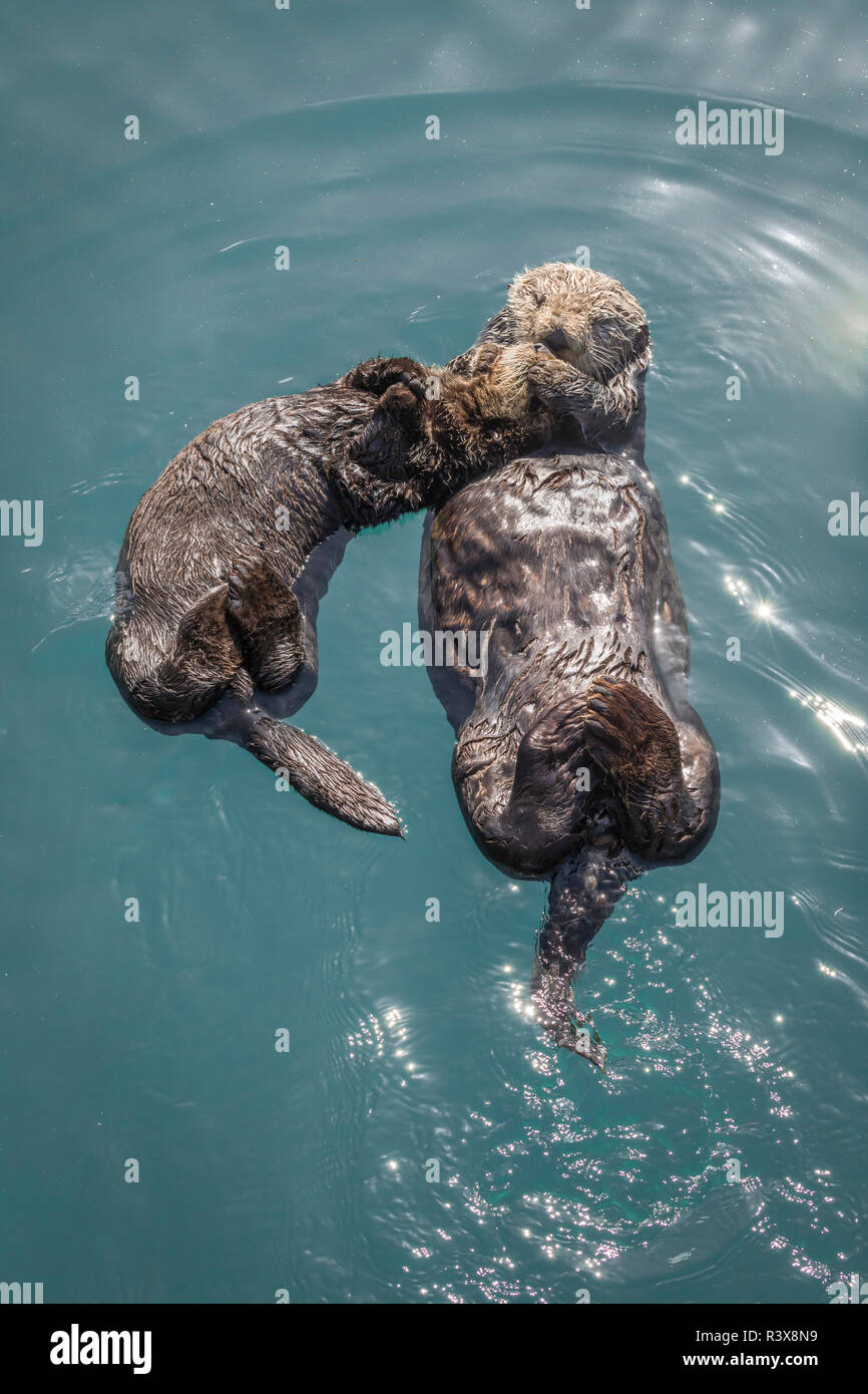 USA, Kalifornien, Morro Bay State Park. Sea Otter Mutter mit Welpen. Credit: Don Paulson/Jaynes Galerie/DanitaDelimont. com Stockfoto