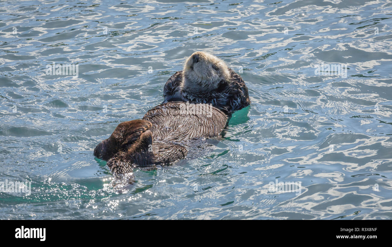 USA, Kalifornien, Morro Bay State Park. Sea Otter Mutter ruht auf dem Wasser. Credit: Don Paulson/Jaynes Galerie/DanitaDelimont. com Stockfoto