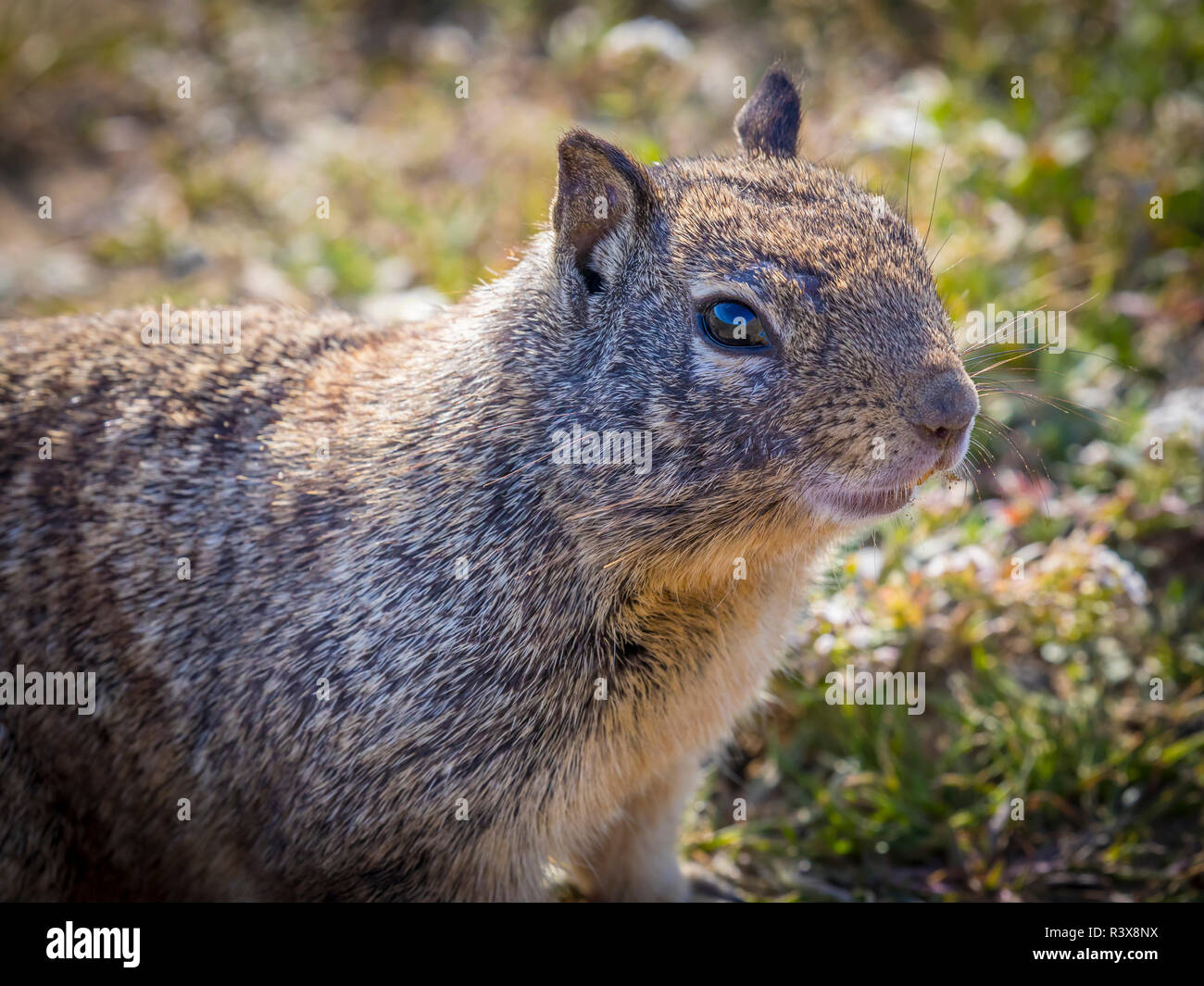 USA, Kalifornien, Morro Bay State Park. Portrait von Erdhörnchen. Credit: Don Paulson/Jaynes Galerie/DanitaDelimont. com Stockfoto