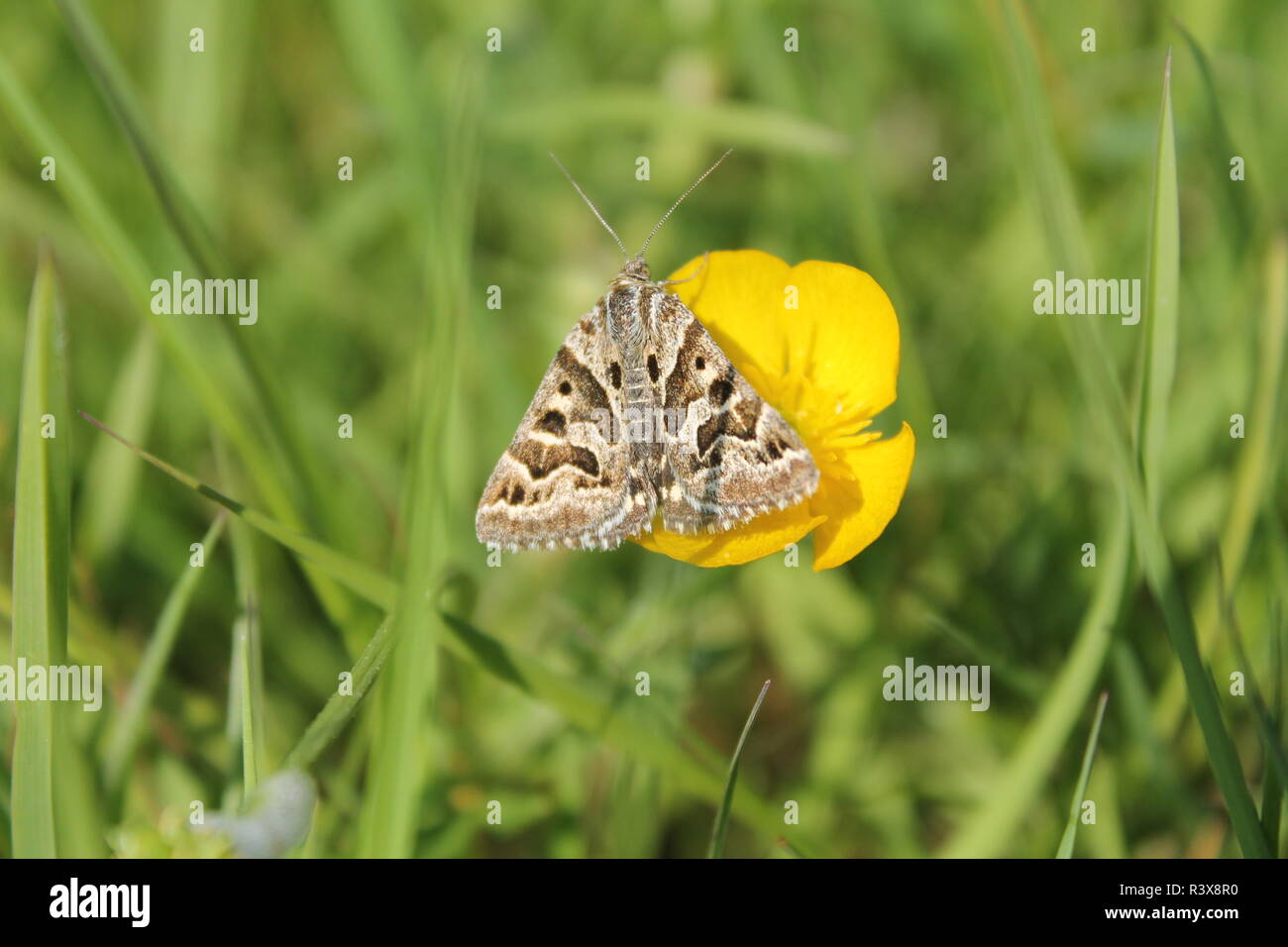 Mother Shipton Motte (Euclidia mi) auf einem buttercup Blume Stockfoto