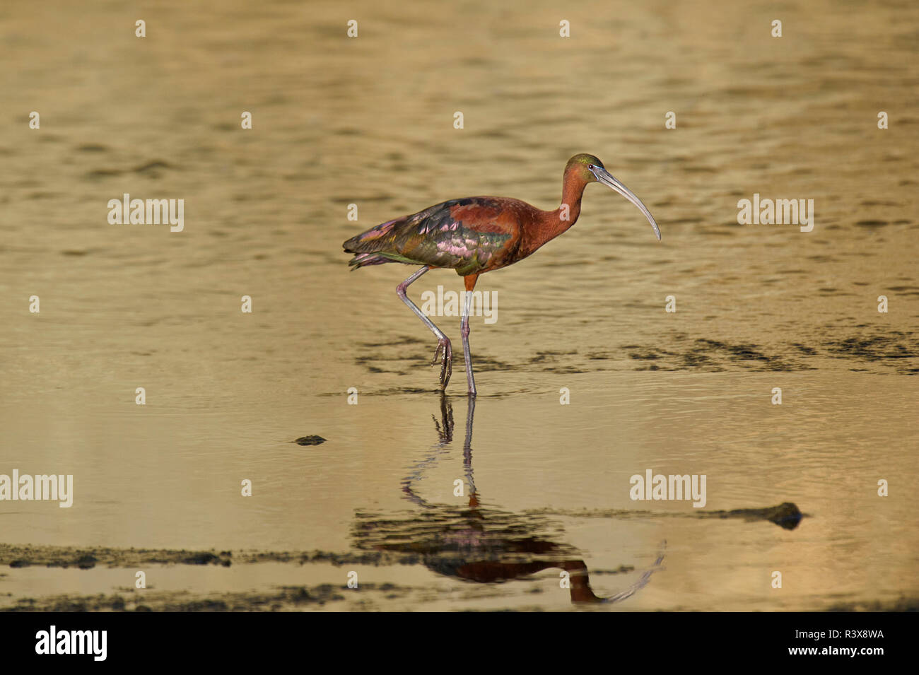 USA, Kalifornien, Los Angeles. Glossy ibis in der Zucht Gefieder. Credit: Dave Welling/Jaynes Galerie/DanitaDelimont. com Stockfoto