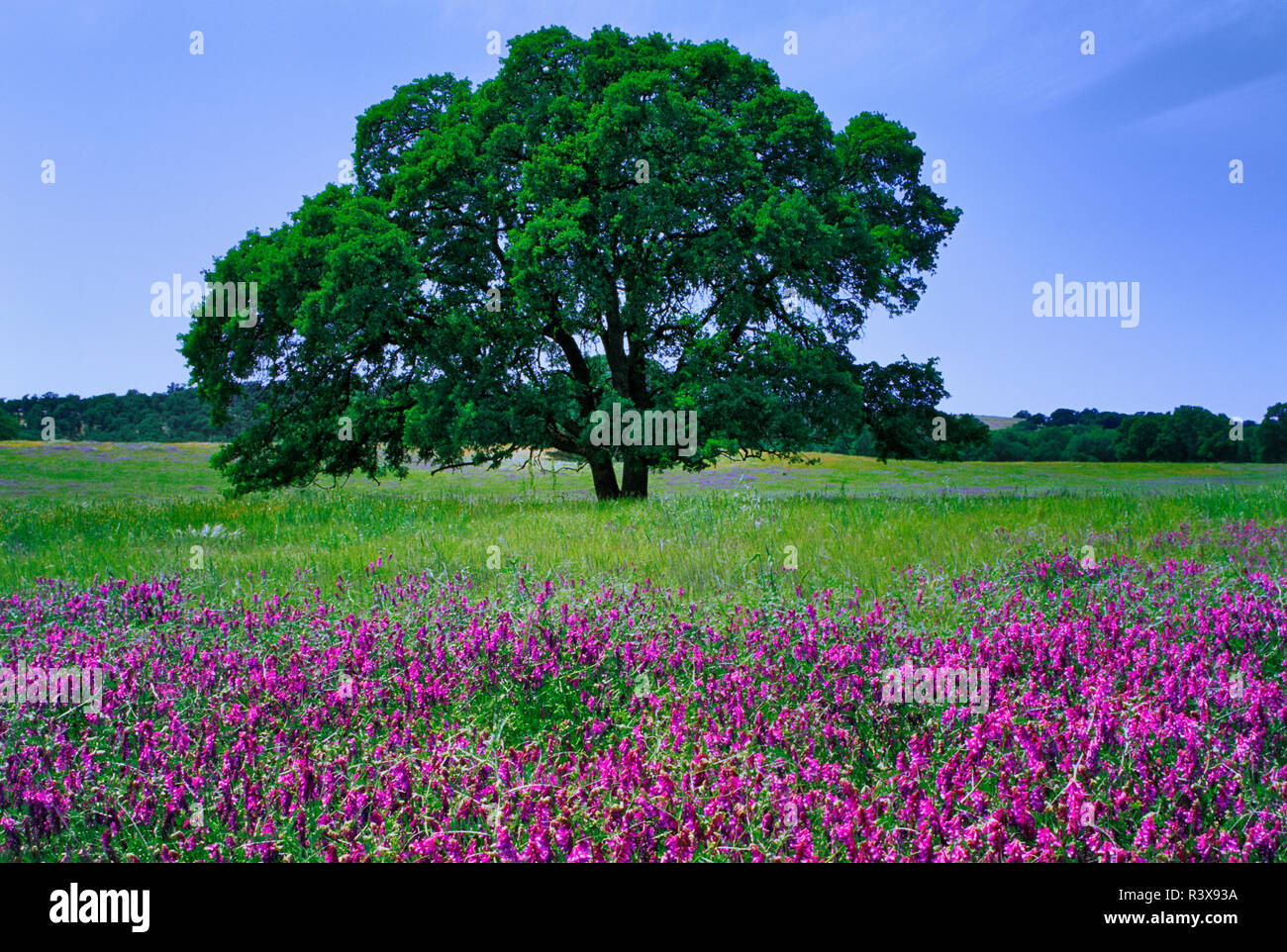 USA, Kalifornien, Tulare County. Eiche und Blumen in Sierra Nevada Vorberge. Stockfoto