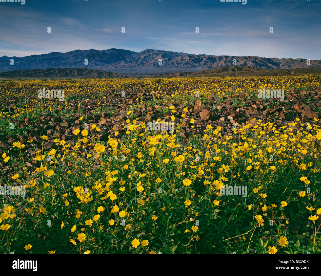 USA, Kalifornien, Death Valley National Park. Wüste Sonnenblumen im Frühjahr blühen. Stockfoto