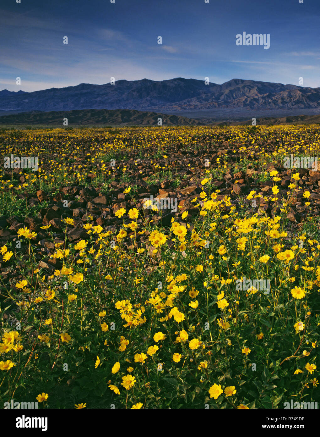 USA, Kalifornien, Death Valley National Park. Wüste Sonnenblumen im Frühjahr blühen. Stockfoto