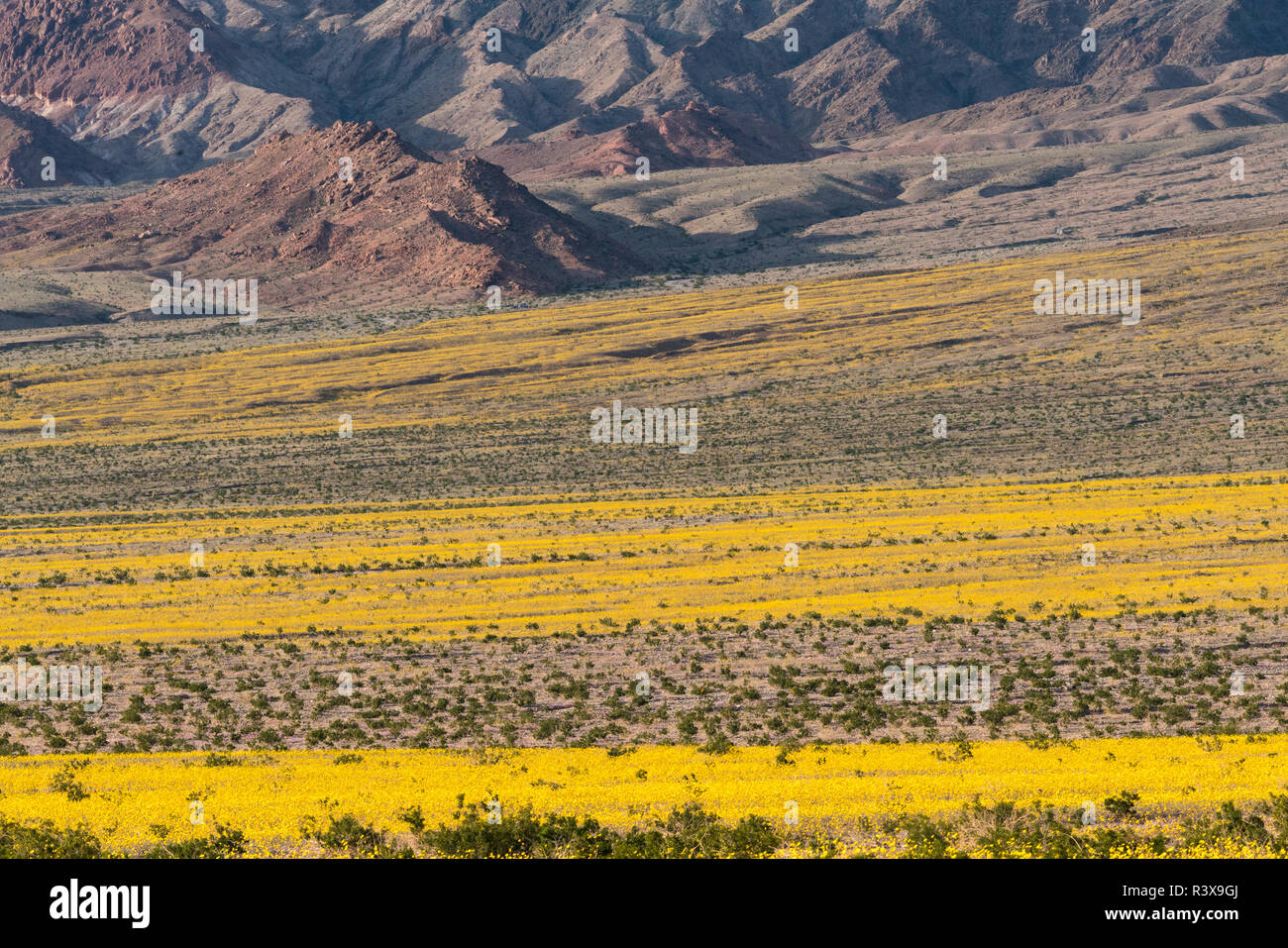 Teppiche von gelben Sonnenblumen und Wüste Ringelblumen blühen auf dem schwemmfächer des Death Valley, Kalifornien, während der 2016 Super - Blüte. Stockfoto
