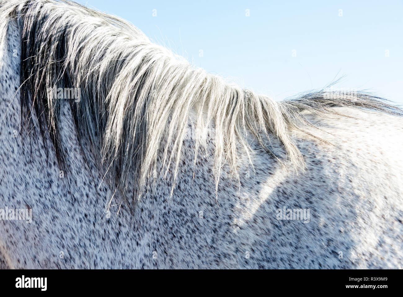 USA, Kalifornien, Clough, V6-Ranch Detail der zurück ist ein apfelschimmel graues Pferd und Mähne Stockfoto