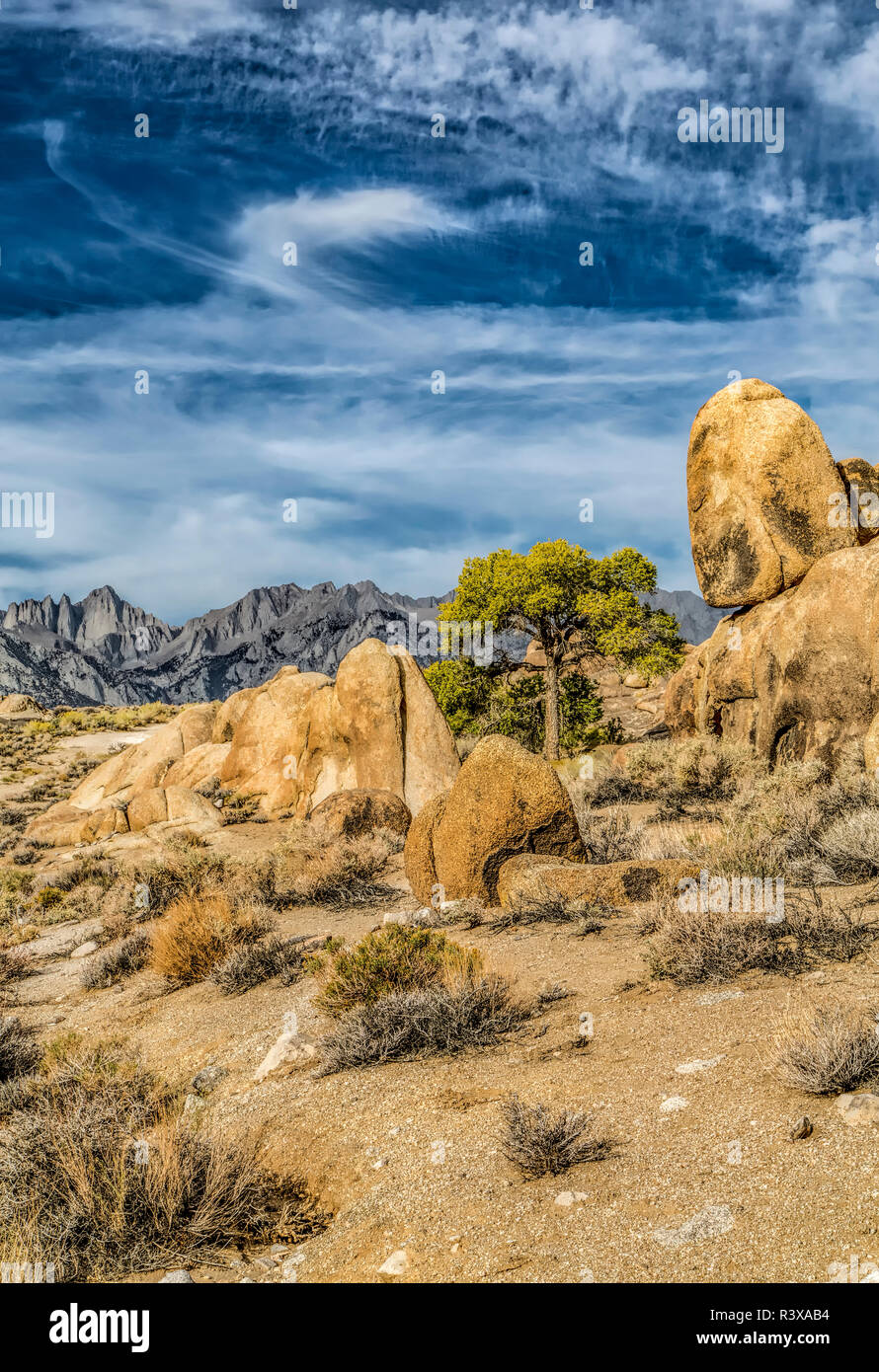 USA, Alabama Hills, Kalifornien. Lange Kiefer Stockfoto