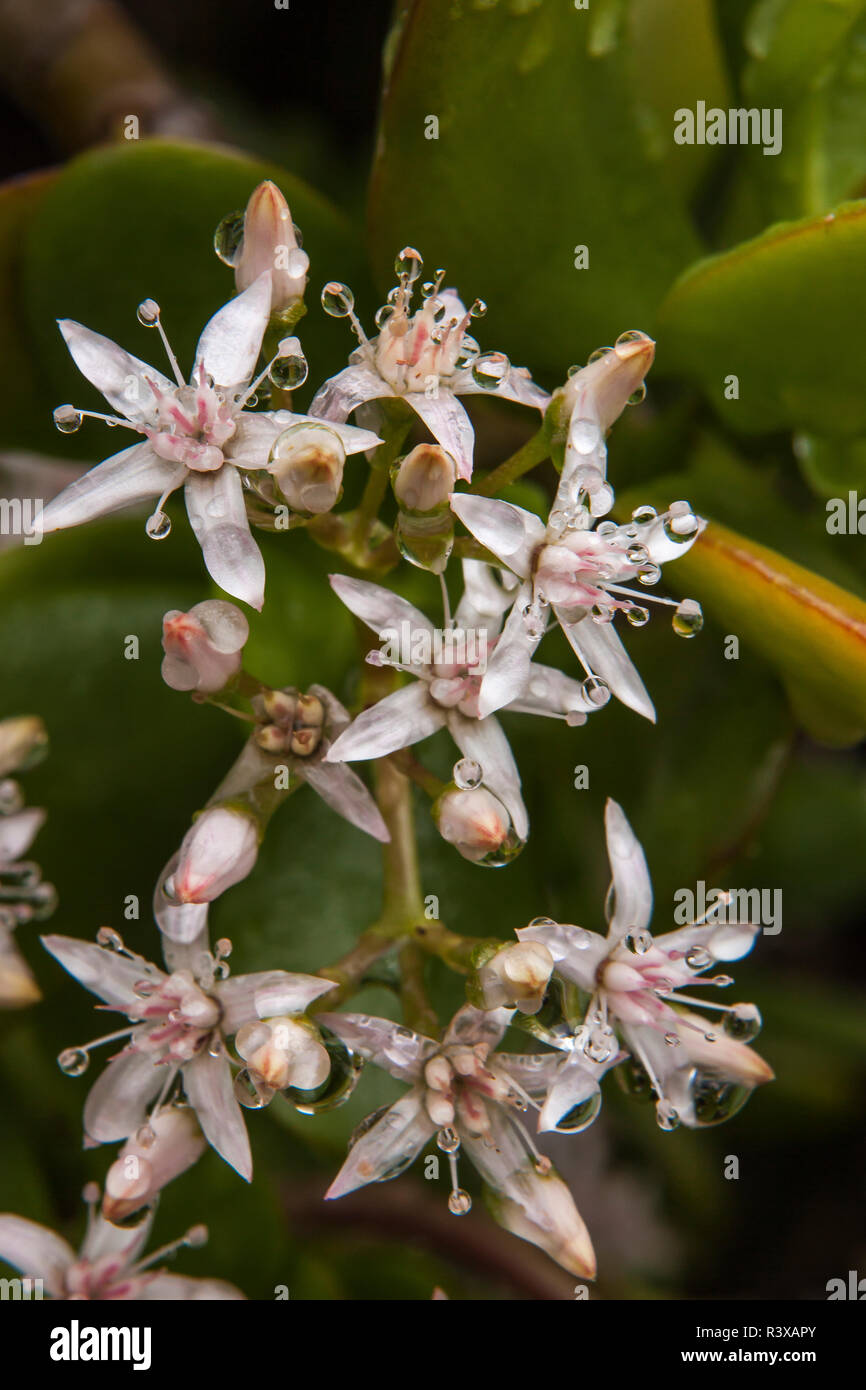 USA, Kalifornien, La Mesa. Zarte Blüten der Jade Anlage mit Tautropfen Stockfoto