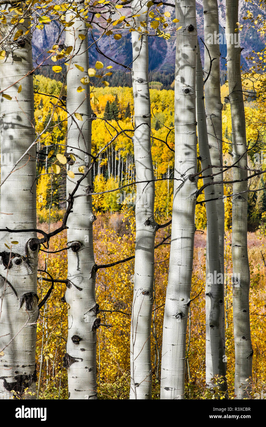 USA, Colorado, Crested Butte. Herbst Farben bei Kebler Pass Stockfoto