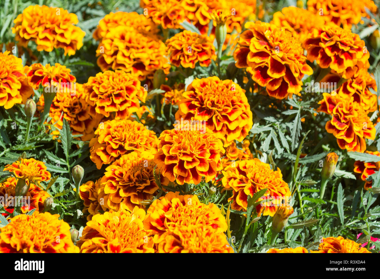 Orange Ringelblume Sammetblume Blume Stockfoto