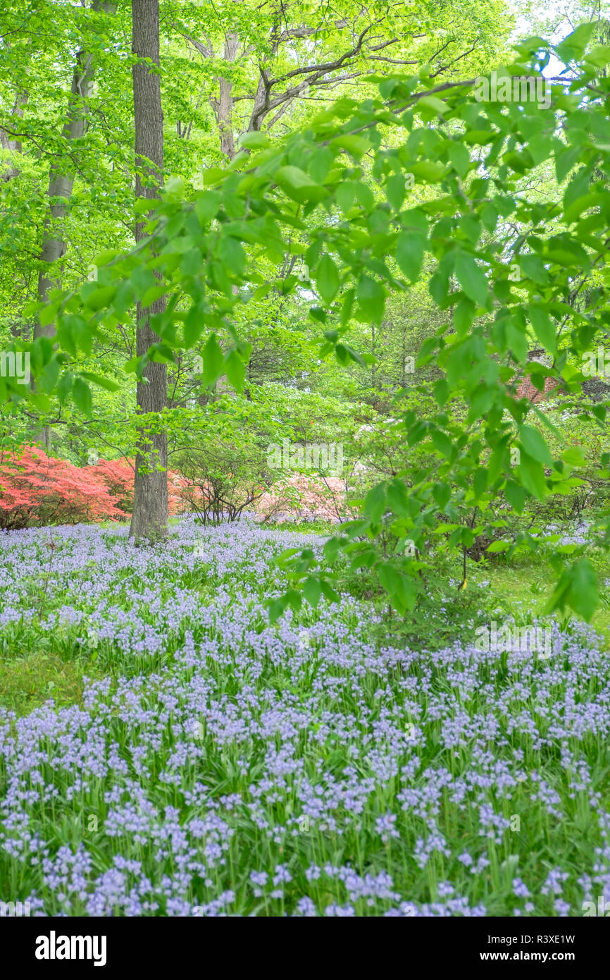 Spanisch Bluebell, Azalea Woods, Winterthur, Delaware, USA Stockfoto