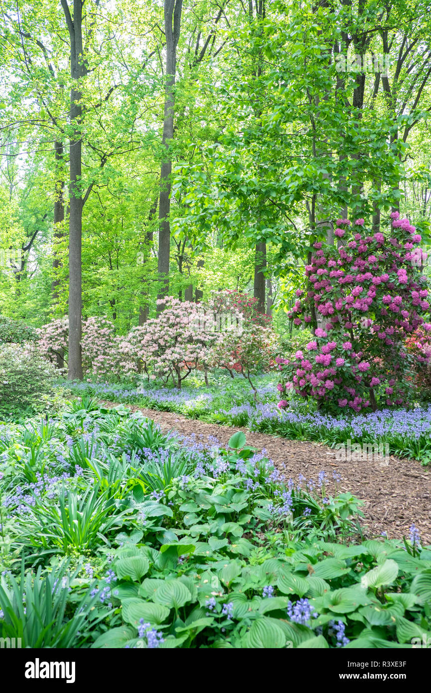 Azalea Woods, Winterthur, Delaware, USA Stockfoto