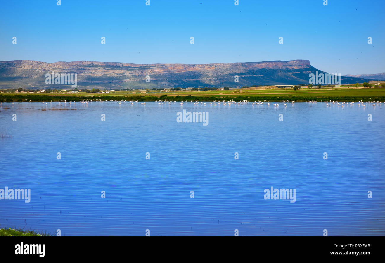 Almansa Stausee Stausee mit rosa Flamingos in Albacete, Spanien Stockfoto