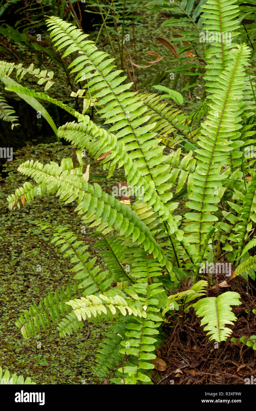 In Sumpf Farn, Six Mile Cypress Slough Preserve, Fort Myers, Florida. Stockfoto