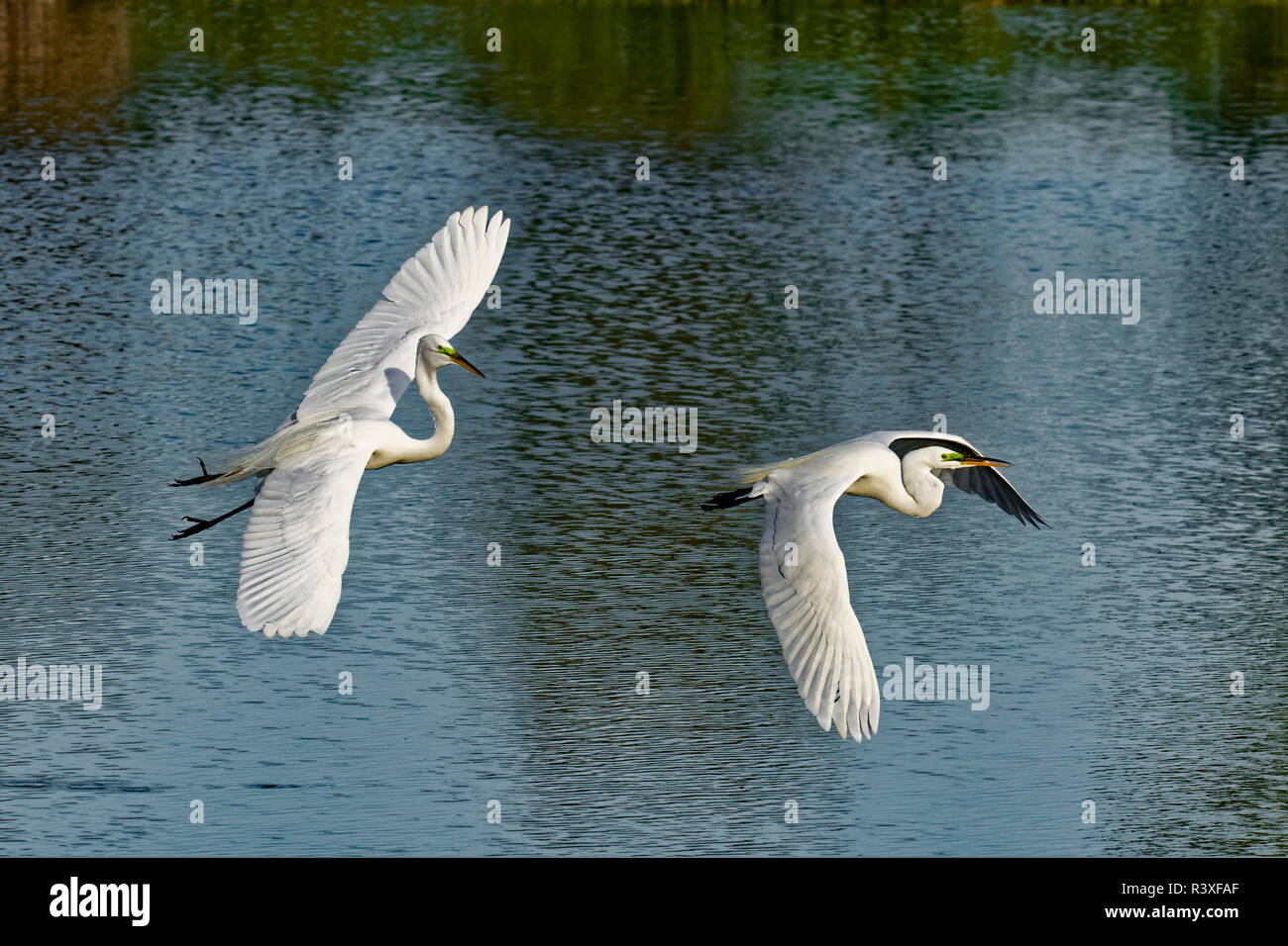 Männliche große Reiher kämpfen, Ardea alba, Venedig Rookery, Venice, Florida. Stockfoto