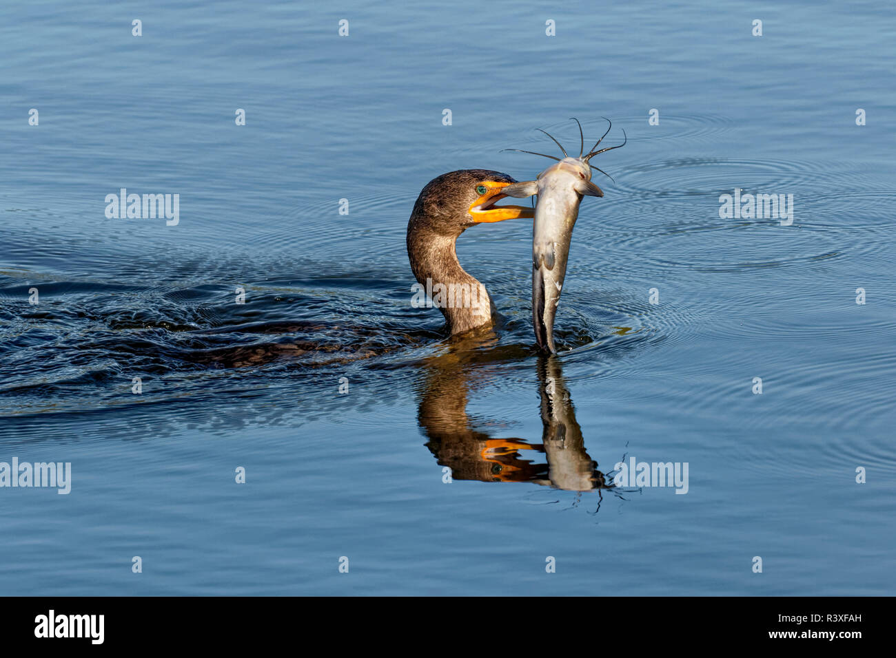 Double-Crested cormorant mit Wels im Schnabel, Phalacrocorax auritus, Venedig Rookery, Venice, Florida. Stockfoto
