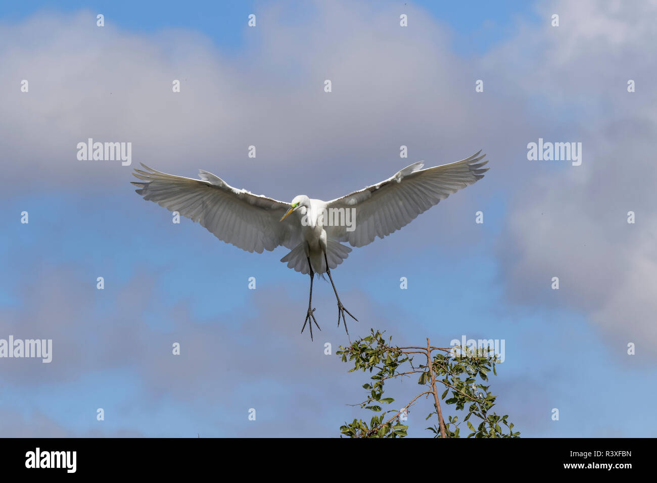 Männliche Silberreiher, Ardea alba Fliegen, Venedig Rookery, Venice, Florida. Stockfoto