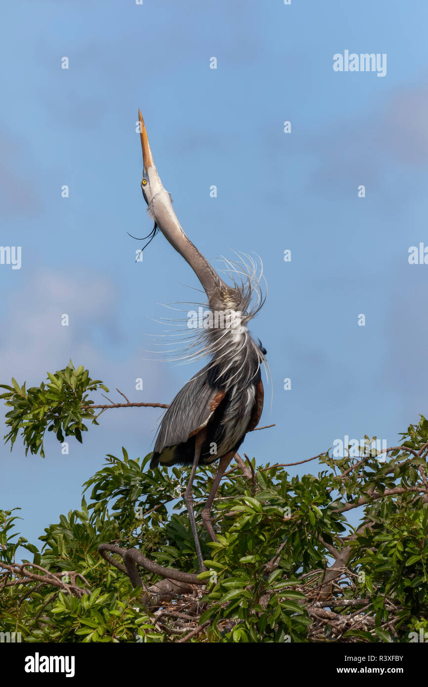 Great Blue Heron, Paarung, Ardea Herodias, Venedig Rookery, Venice, Florida. Stockfoto