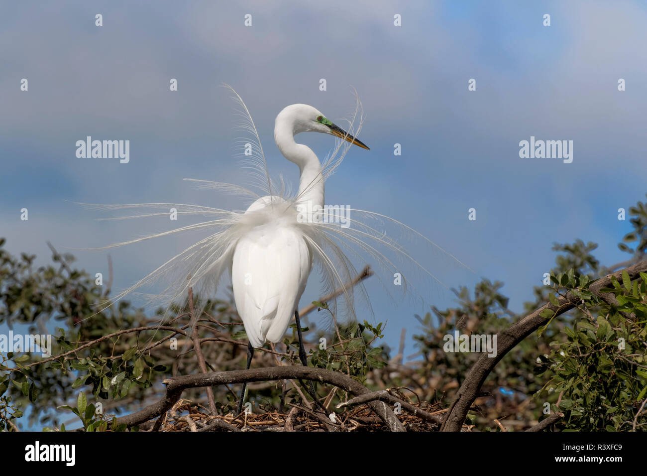 Männliche Silberreiher anzeigen Zucht Gefieder, Ardea alba, Venedig Rookery, Venice, Florida. Stockfoto