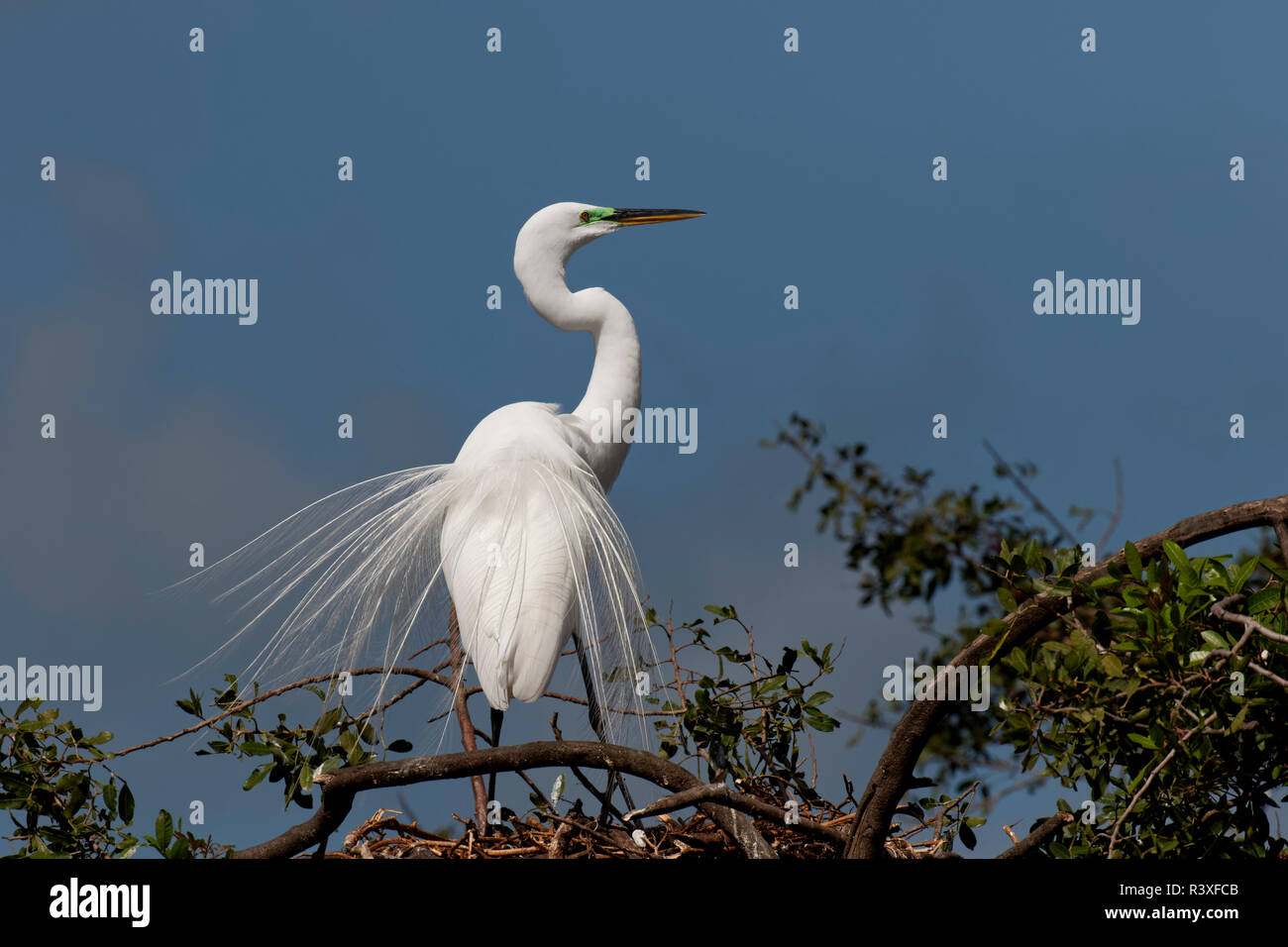 Männliche Silberreiher anzeigen Zucht Gefieder, Ardea alba, Venedig Rookery, Venice, Florida. Stockfoto
