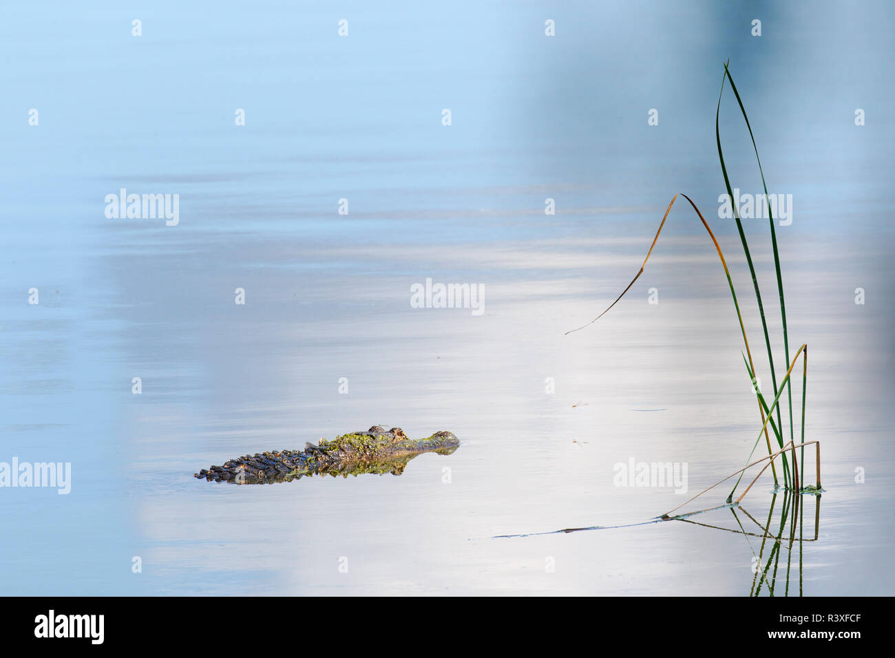 American alligator und Sky Reflexion, Alligator mississippiensis, Kreis B Bar finden, in der Nähe von Lakeland, Florida. Stockfoto