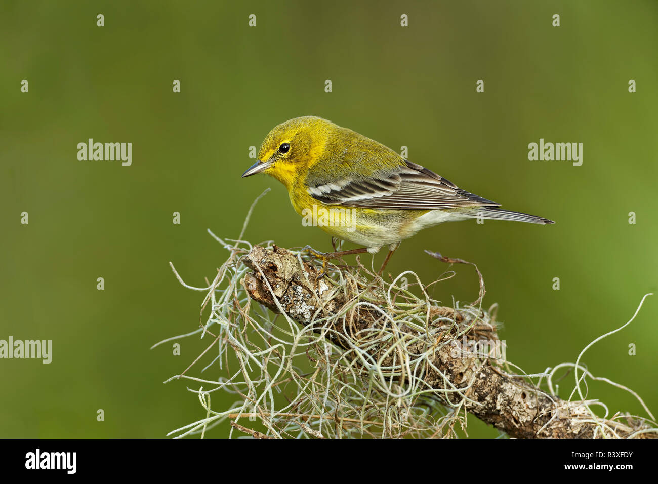 Pine warbler, Setophaga Pinus, Florida. Stockfoto