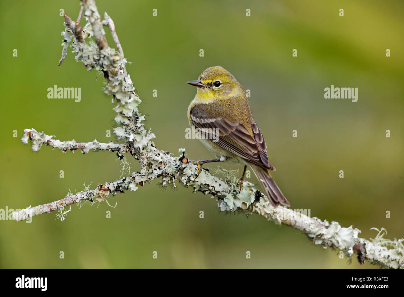 Pine warbler, Setophaga Pinus, Florida. Stockfoto