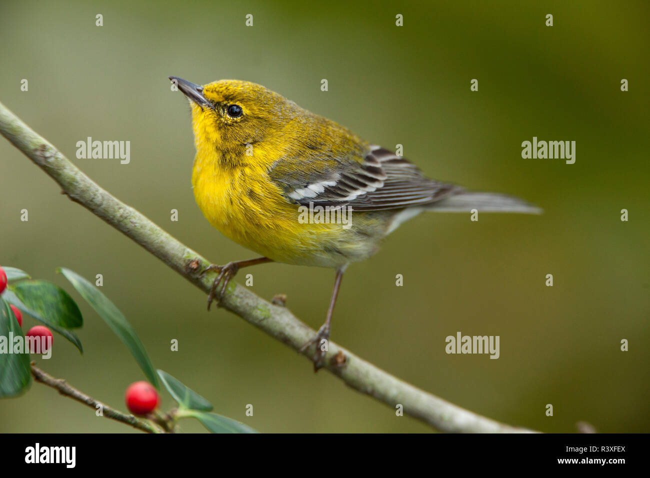 Pine warbler, Setophaga Pinus, Florida. Stockfoto